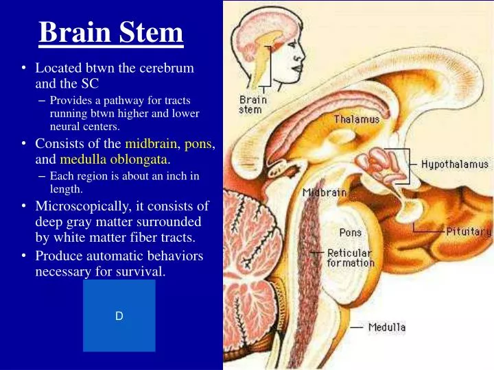 brain stem