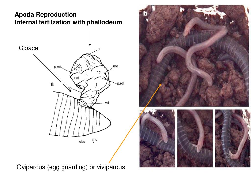 Apoda Examples PPT - Modern Amphibians = Lissamphibia PowerPoint Presentation, free ...