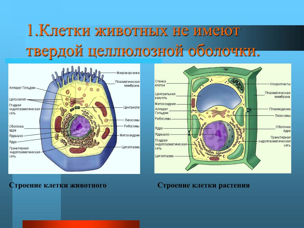 Клетка животных имеет клеточную мембрану. Целлюлозная оболочка растительной клетки. Строение клетки животных. Строение растительной клетки. Строение растительной и животной клетки.
