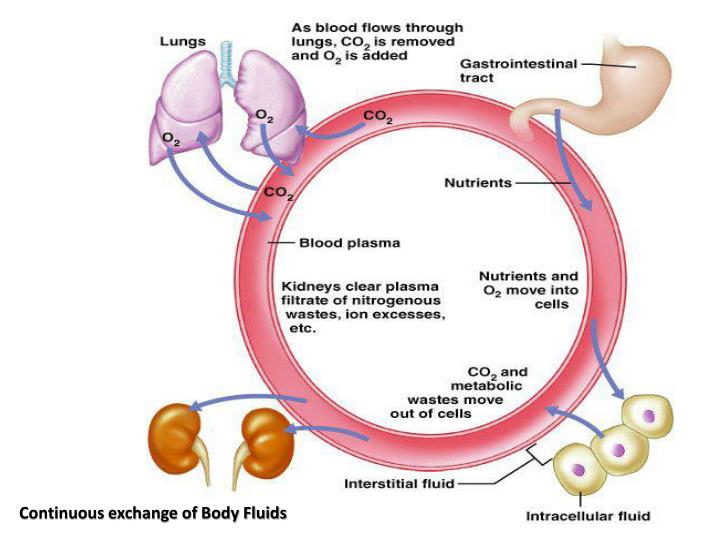 PPT H UMAN P HYSIOLOGY PowerPoint Presentation ID3775914
