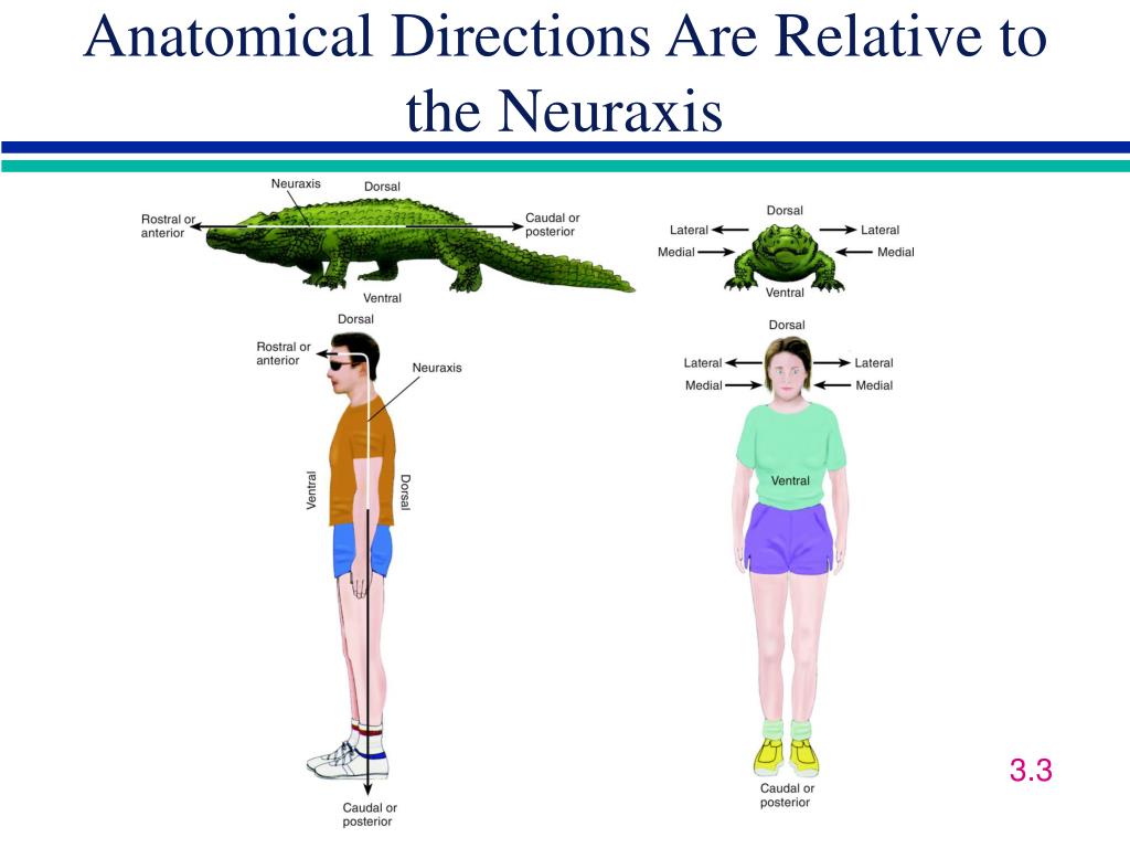 PPT - 3: Structure of the Nervous System PowerPoint Presentation, free