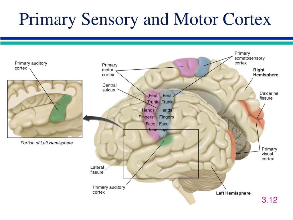 What Is The Sensory Motor Cortex At Christopher Hannan Blog
