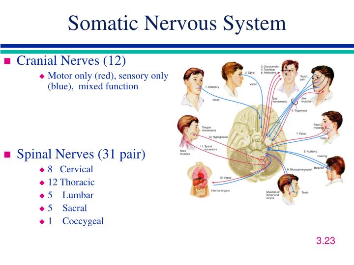 somatic nervous system examples