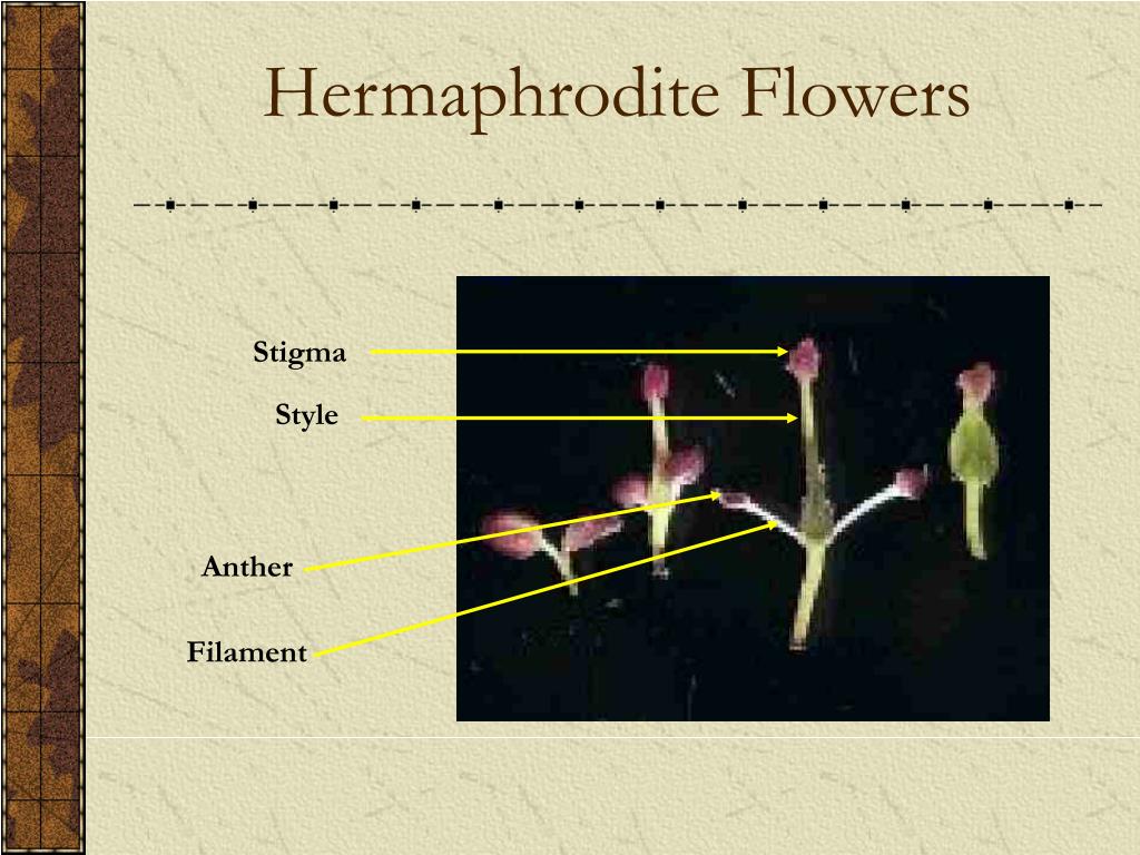PPT improvement of ash in British forestry Floral Diversity