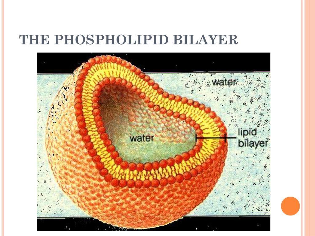 Ppt The Semipermeable Membrane Phospholipid Bilayer Powerpoint