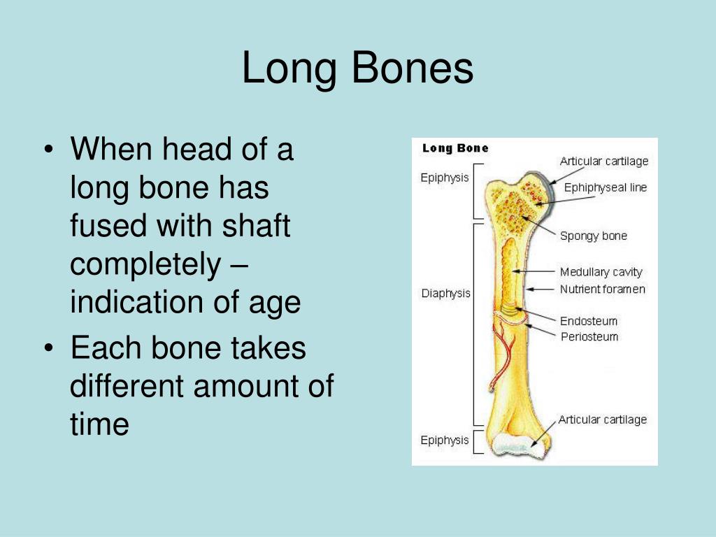 PPT - Forensic Anthropology PowerPoint Presentation, free download - ID