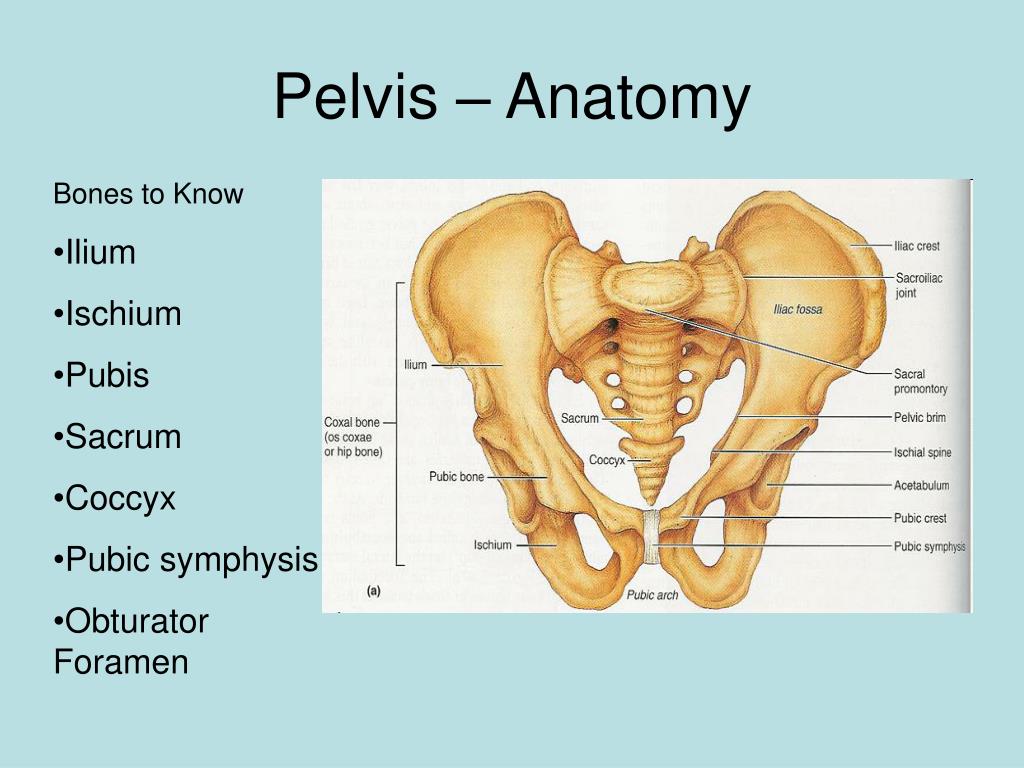 Know bones. Symphysis pubica анатомия. Таз анатомия. Таз анатомия латынь. Лобковая кость (pubis).
