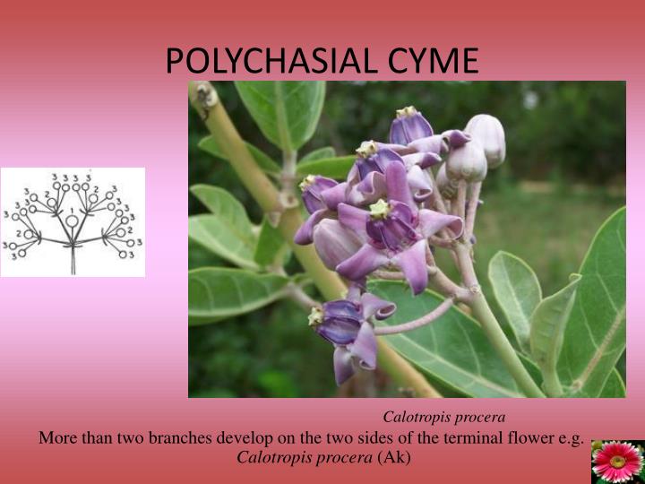 axillary umbellate cyme axillary umbellate cyme