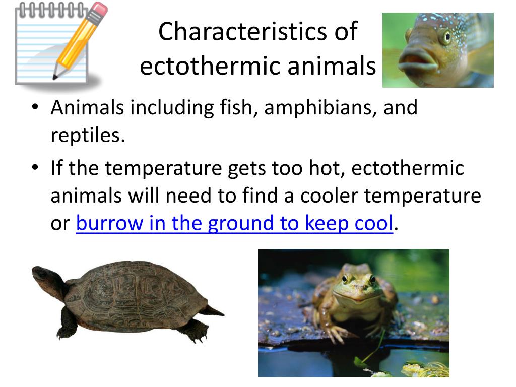 PPT - Endothermic and Ectothermic Animals Standard  PowerPoint  Presentation - ID:3781052