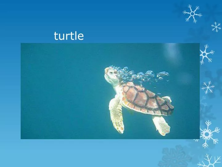 turtle n.