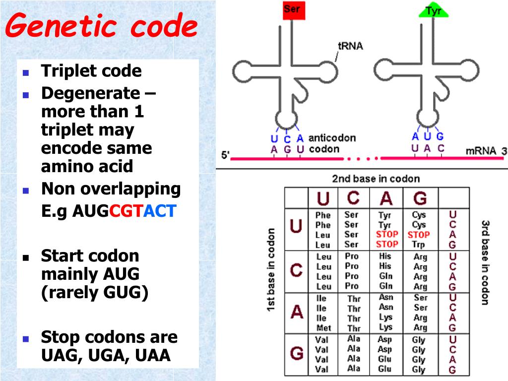 Sugar code. Genetic code. Genetic code Table. Genetics code. Ауг кодон.