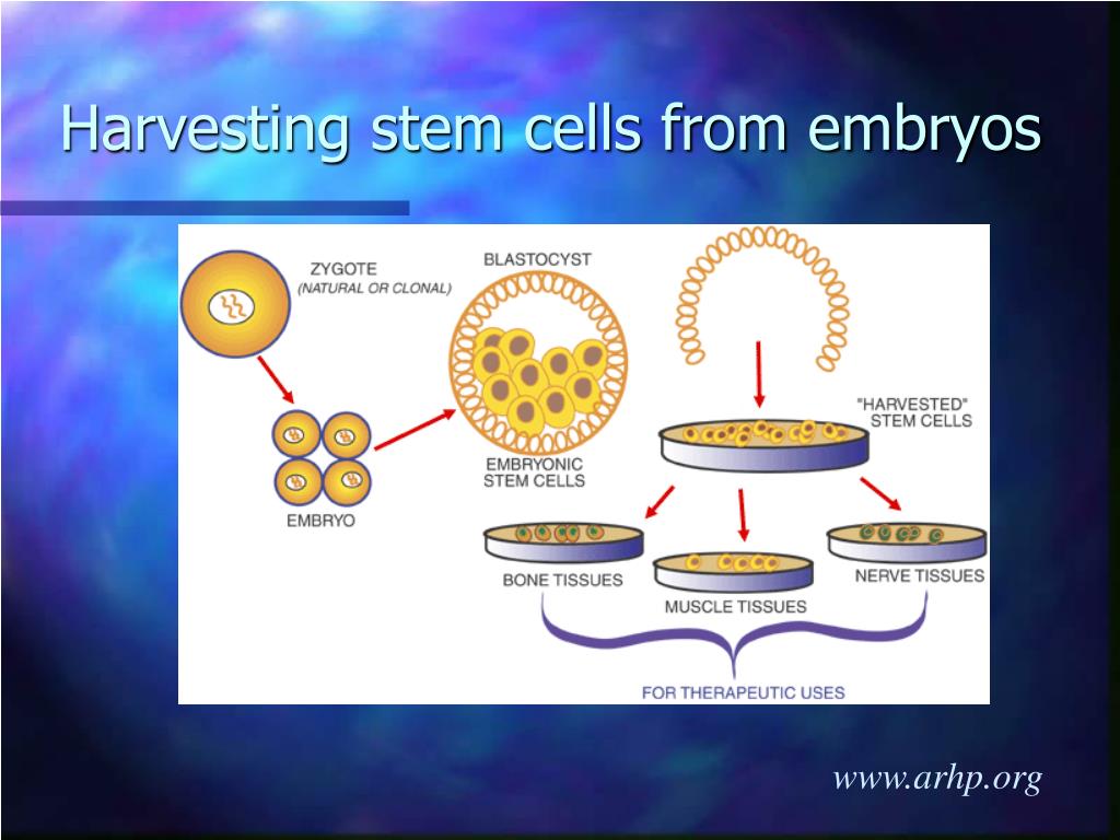 PPT The Human Fertilisation and Embryology Bill PowerPoint
