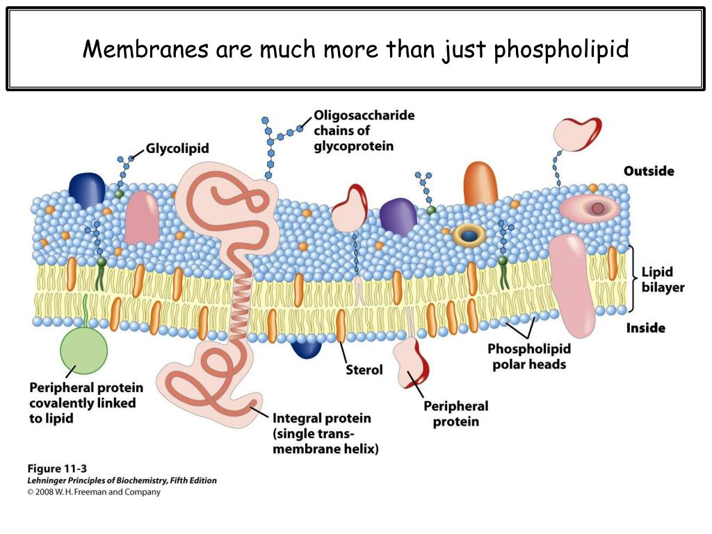 Модель мембраны клетки. Fluid Mosaic model of Cell membrane. Жидкостно-мозаичная модель мембраны. Плазматическая мембрана. Модель плазматической мембраны.