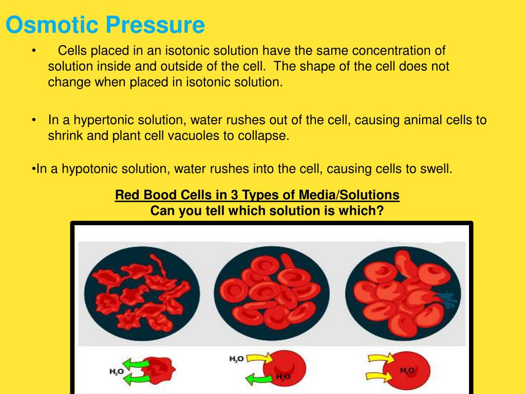 PPT - Chapter 7 Cells PowerPoint Presentation, free ...