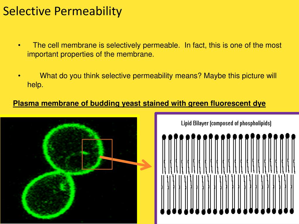 PPT - Chapter 7 Cells PowerPoint Presentation, free ... PPT - Chapter 7 Cells PowerPoint Presentation, free ...
