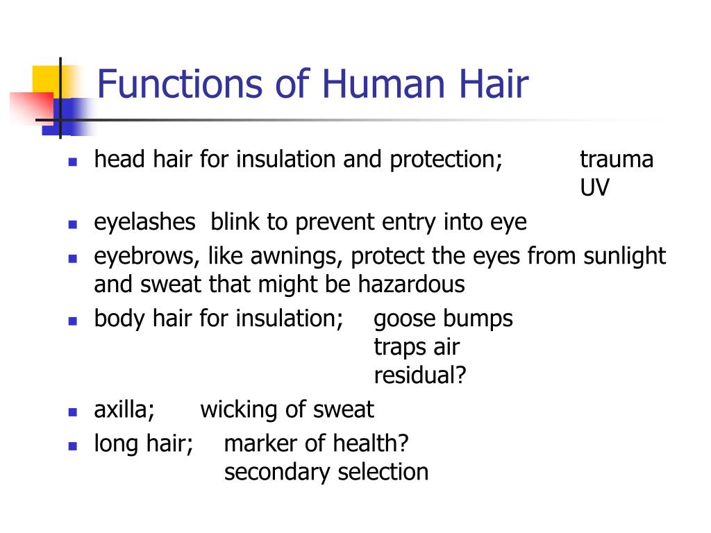 PPT - Biology of Hair and Nails PowerPoint Presentation, free download -  ID:3786287
