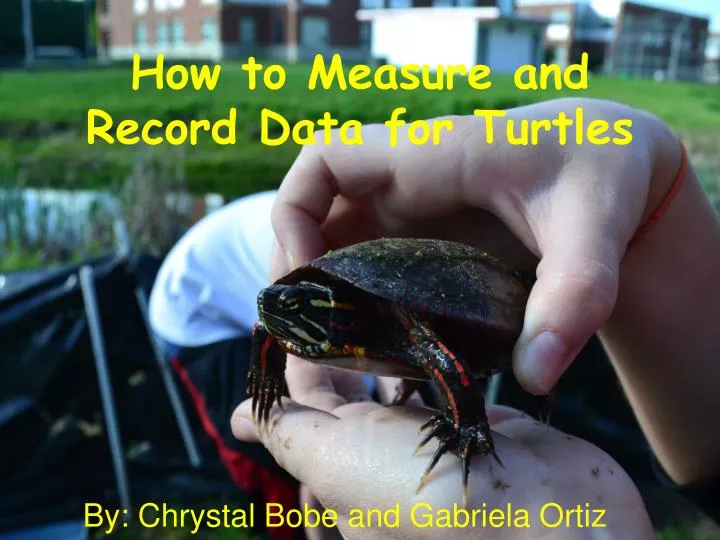 how to measure and record data for turtles n.