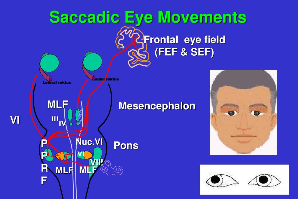 eye mlf field frontal iii ppt powerpoint presentation saccadic movements fef ııı lateral mesencephalon medial nuc sef ıv