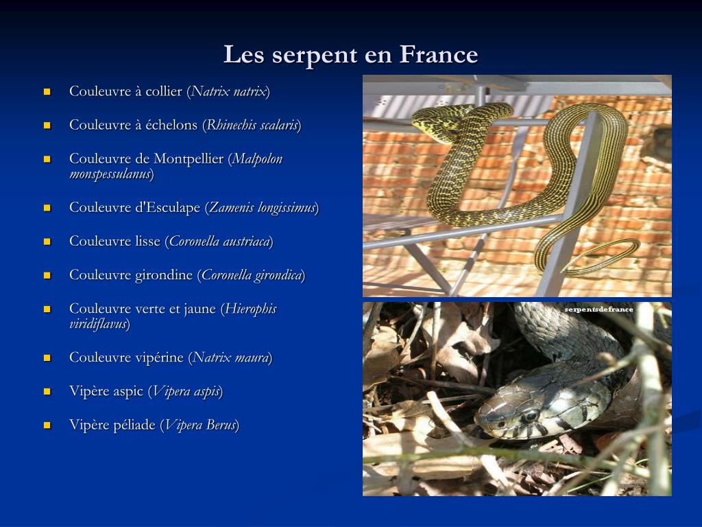 PPT Les serpents PowerPoint Presentation, free download ID3788812