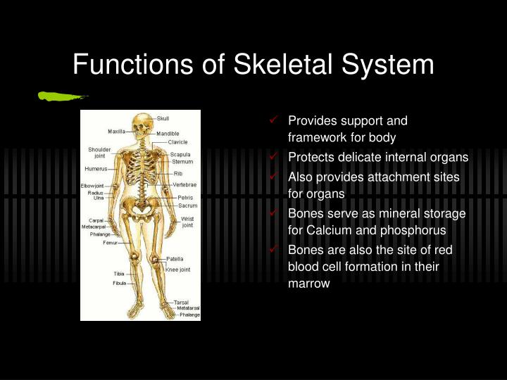 PPT - Skeletal System Anatomy PowerPoint Presentation - ID:3789887