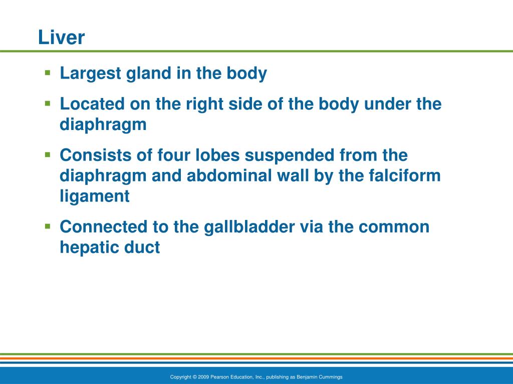 PPT - The Digestive System and Body Metabolism PowerPoint Presentation