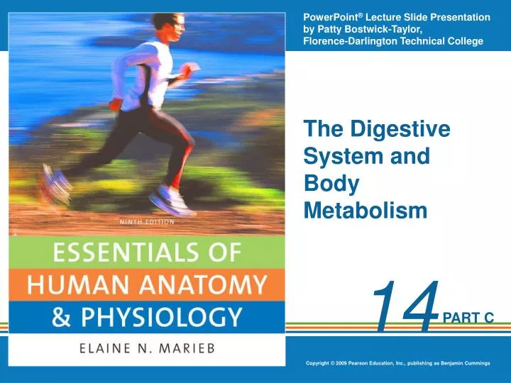 the digestive system and body metabolism n.