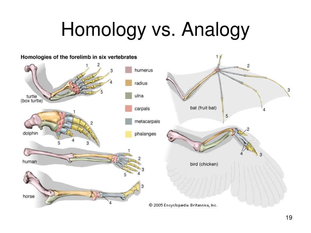 Homology Vs. Analogy Worksheet