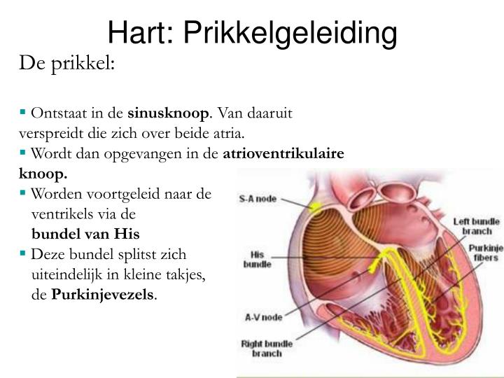 PPT - Overzicht PowerPoint Presentation - ID:3793603