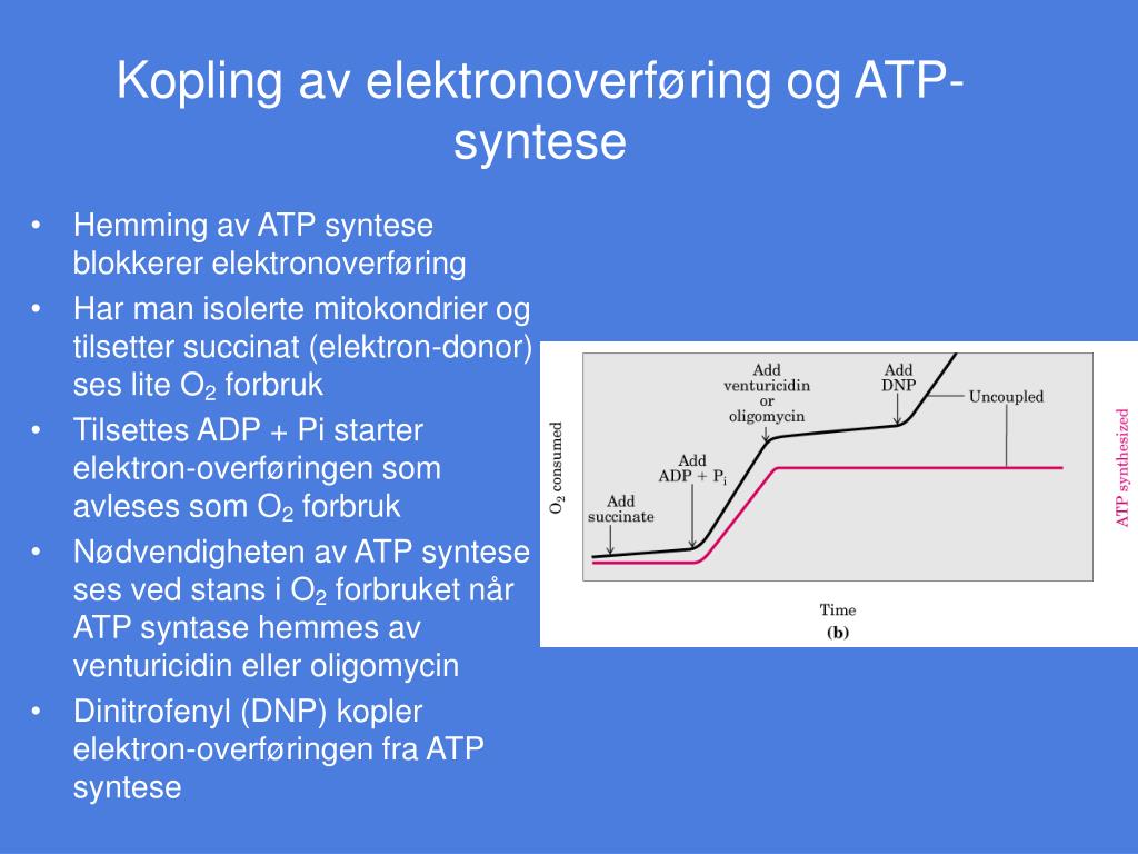 PPT - Oksidativ fosforylering PowerPoint Presentation, free ...