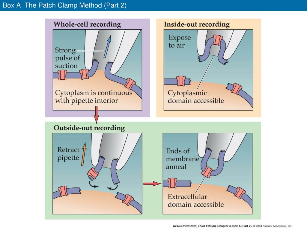 PPT Box A The Patch Clamp Method (Part 1) PowerPoint Presentation
