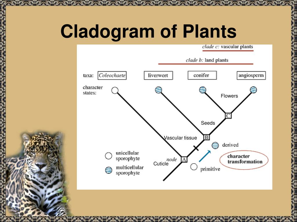 importance of phylogenetic tree to evolutionary relationship of organism