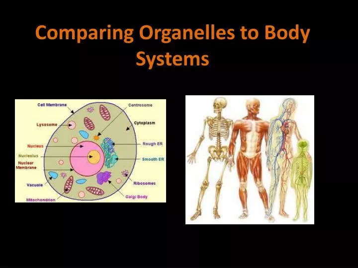 organelles download free organelles download free