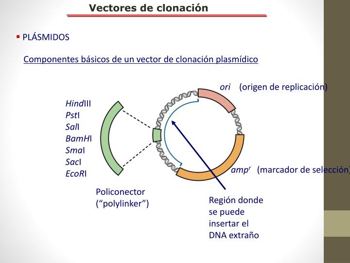 PPT - Tecnología de ADN Recombinante PowerPoint Presentation - ID:3797921