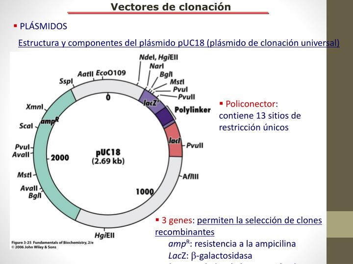 PPT - Tecnología de ADN Recombinante PowerPoint Presentation - ID:3797921