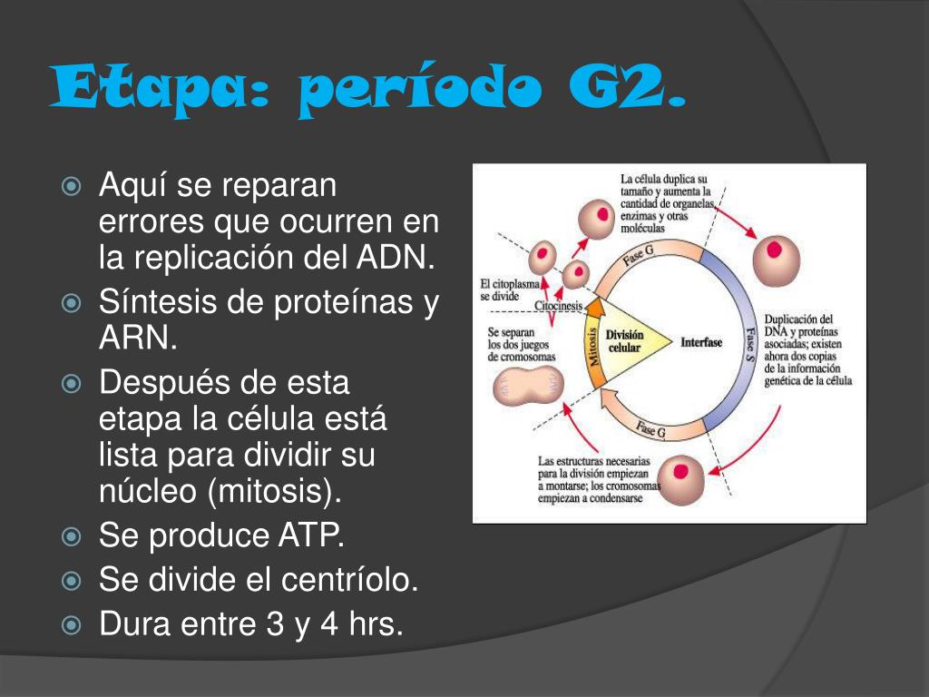 Ppt Division Celular E Informacion Genetica Powerpoint Presentation Id 3797989