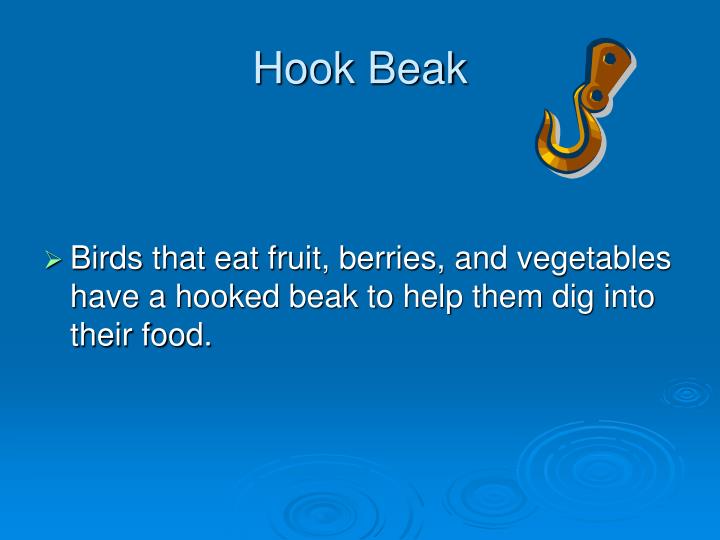 PPT Bird Beaks & Their Uses PowerPoint Presentation ID3798040