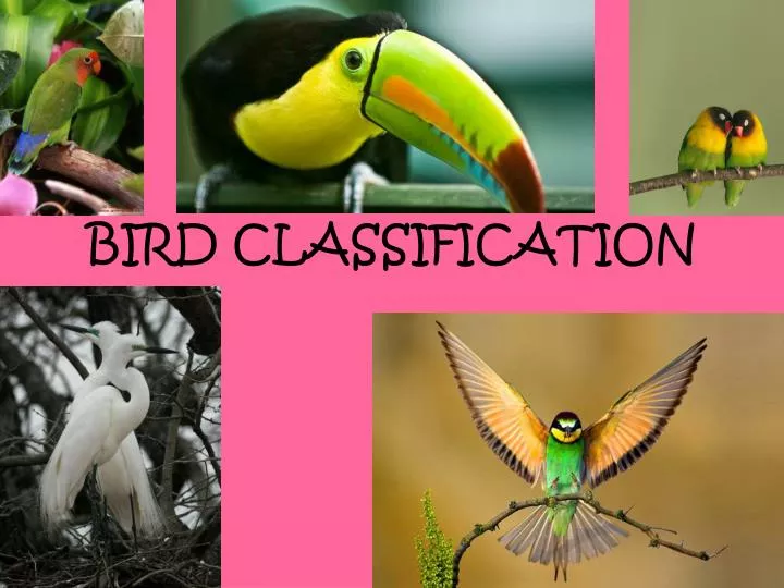 bird classification n.