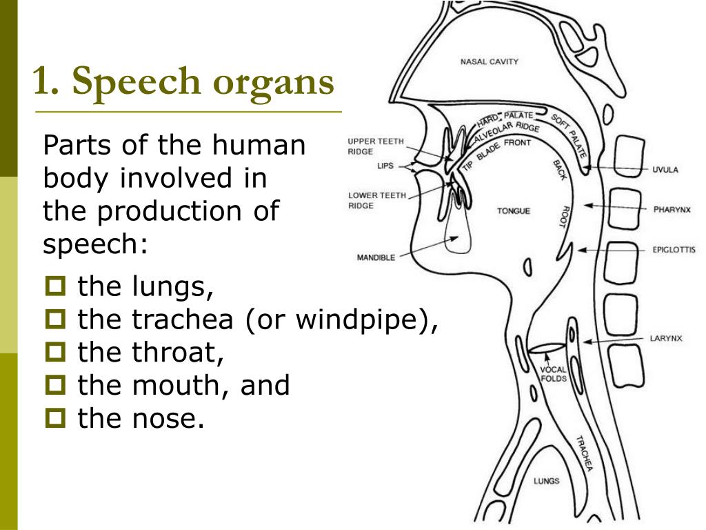 the organs of speech in phonetics