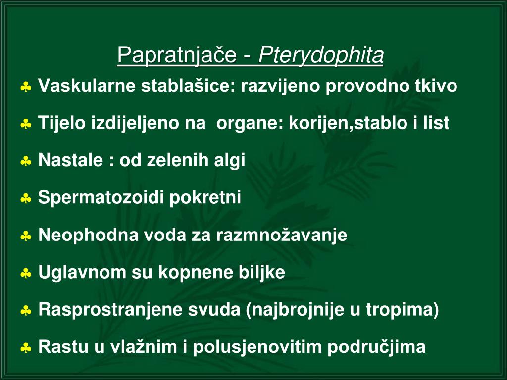 PPT - Nadcarstvo: Eucaryota Carstvo: Vegetabilia (biljke) Stablašice ...