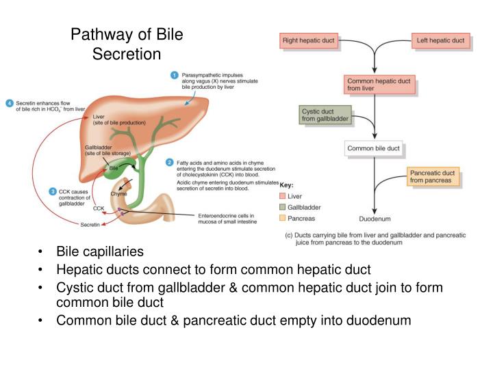 Pathway Of Bile Duct