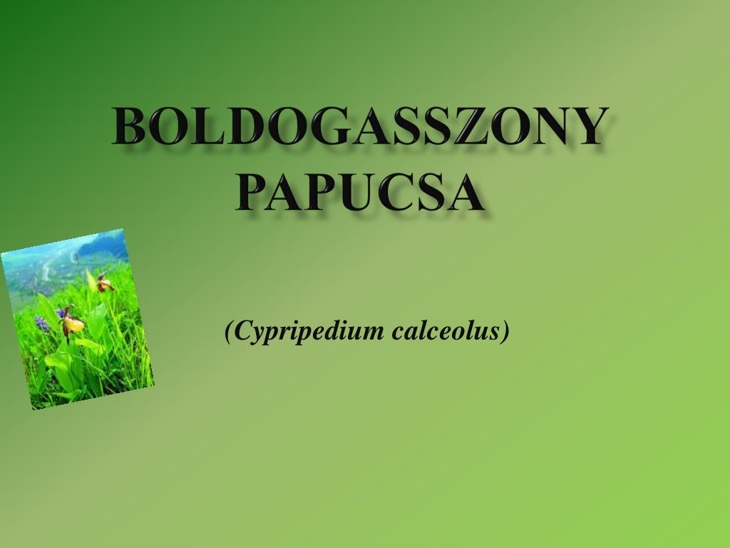 PPT - Boldogasszony papucsa PowerPoint Presentation, free download -  ID:3801356