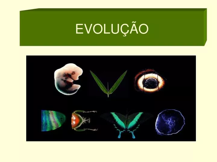 PPT - EVOLUÇÃO PowerPoint Presentation, free download - ID:3801884