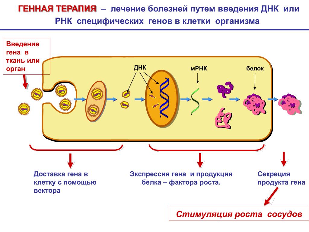Генная терапия наследственных заболеваний человека презентация