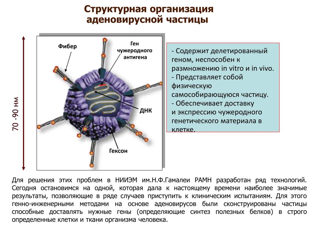 Аденовирус гриппа