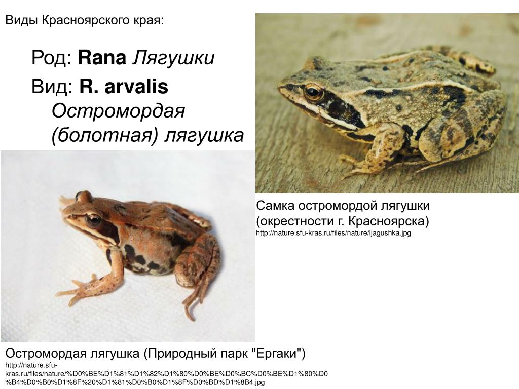 Какой тип развития характерен для лягушки. Остромордая лягушка резонаторы. Остромордая Болотная лягушка. Остромордая лягушка (Rana arvalis). Остромордые лягушки самка.