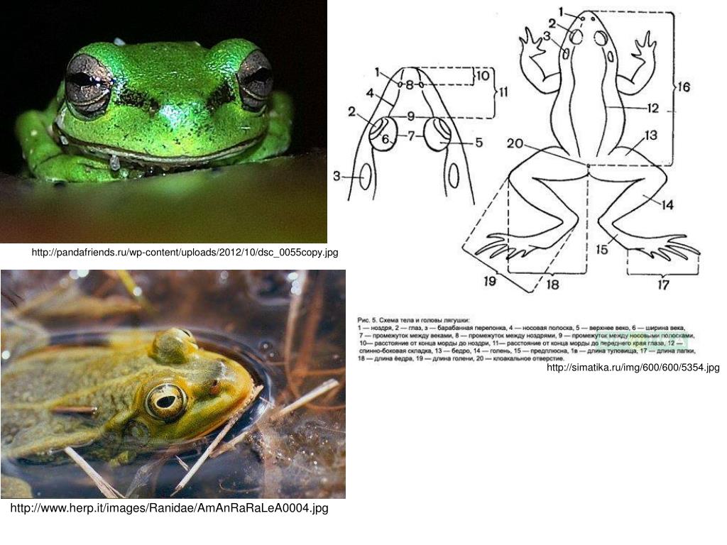 Тип развития характерный для лягушек. Строение остромордой лягушки. Остромордая лягушка самец и самка. Лягушка самец и самка отличия. Самка и самец лягушки.