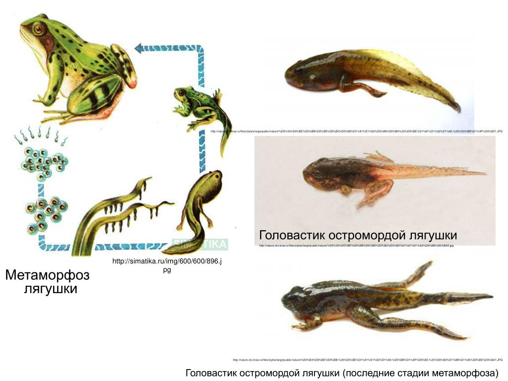 Тип развития характерный для лягушек