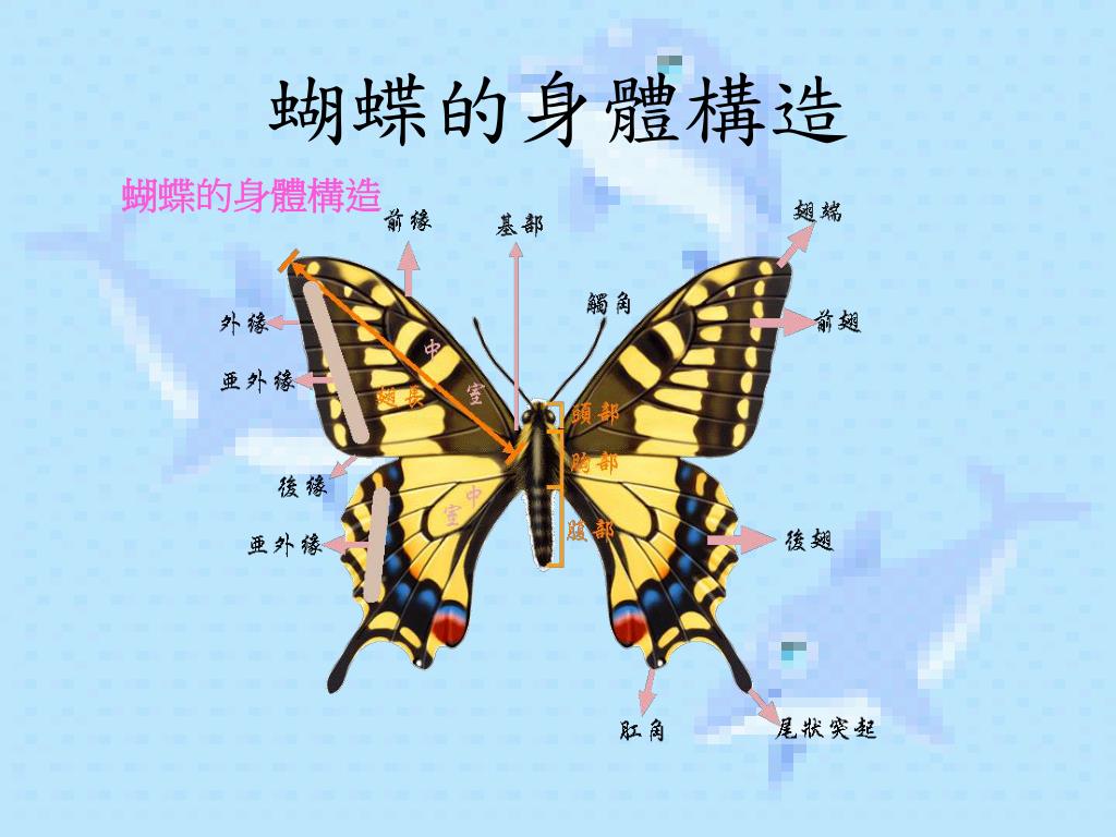 蝴蝶的种类-野生动物生态保护-图片