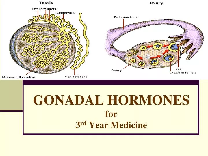 Gonads Definition Function Hormones Of Gonads Biology Diagrams