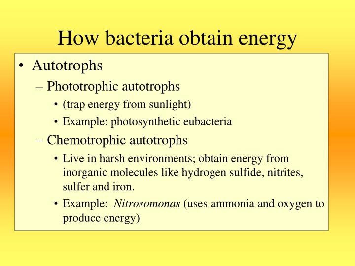 PPT Bacteria PowerPoint Presentation ID3803943